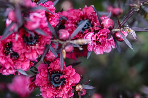 Leptospermum Scoparium 'Crimson Glory'